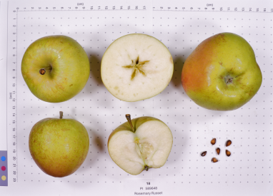 Click for 3 image(s) for this accession. FRUIT